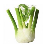 Fennel