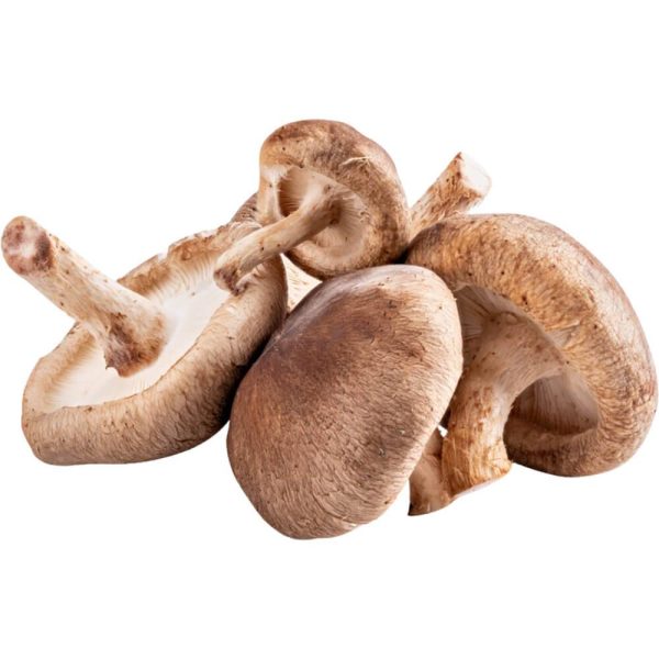 Shitake Mushroom