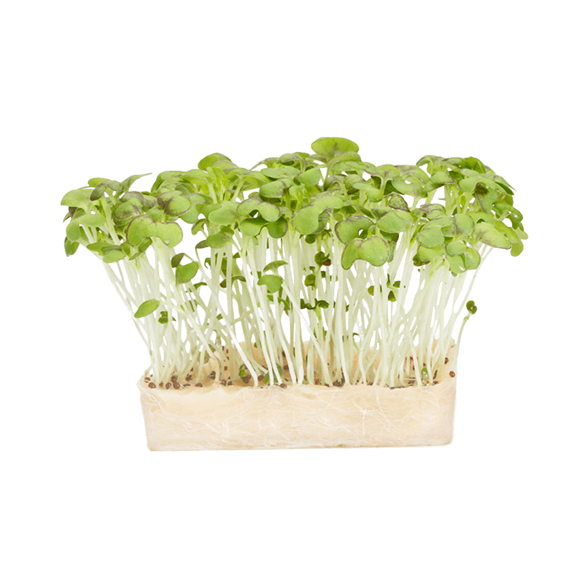 Cress