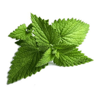 Herbs