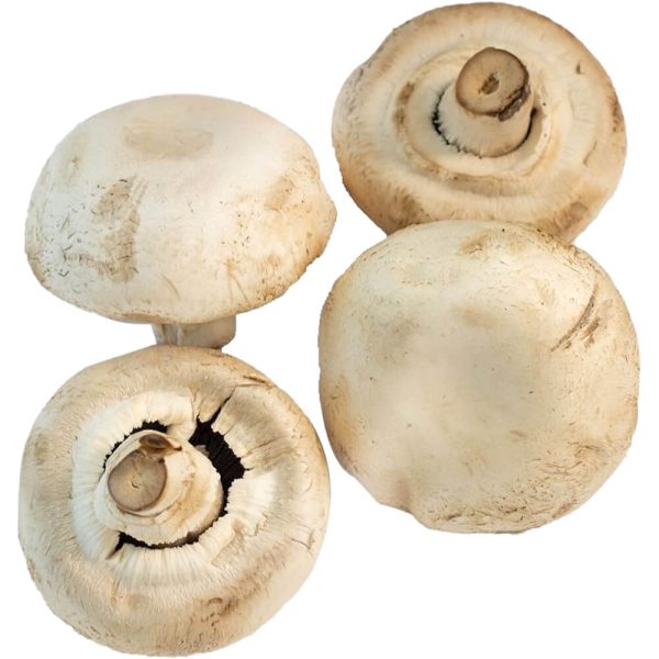 Giant Mushroom