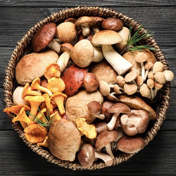 Mushroom Wild