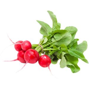 Baby Radish Red