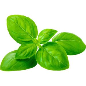Basil