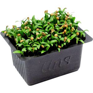 Coriander Cress