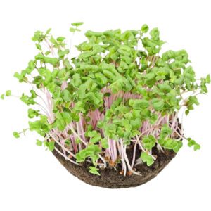 Green Radish