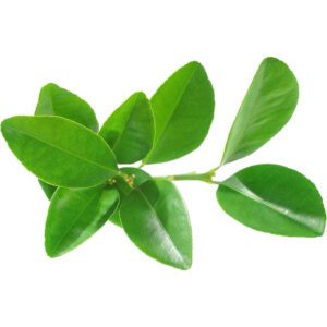 Lemon Leaves