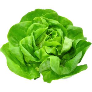 Lettuce Boston
