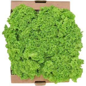 Lettuce Lollo Bionda Box UAE
