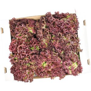 Lettuce Lollo Rosso Box