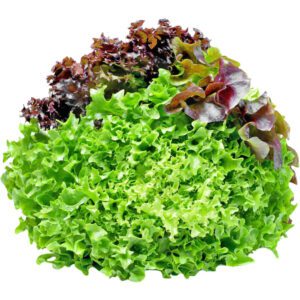 Lettuce Mixed Salad Leaves