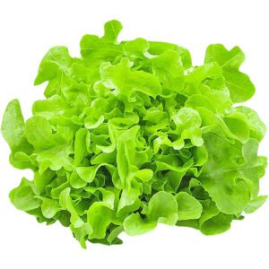 Lettuce Oak Leave Green