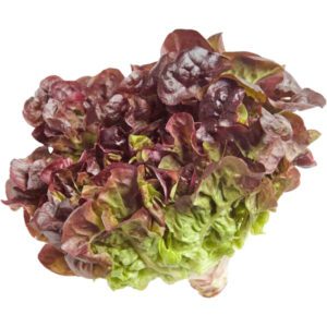 Lettuce Oak Leaves Holland