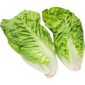 Lettuce Romaine