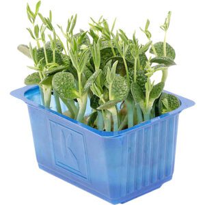 Lupine Cress