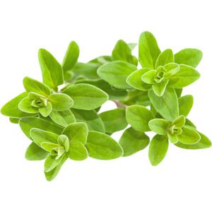 Marjoram Holland