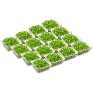 Micro Arugula Cress Box