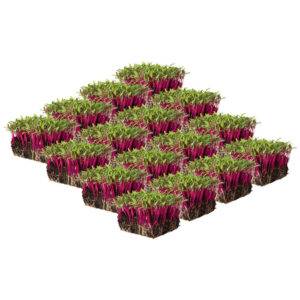 Micro Beetroot Box