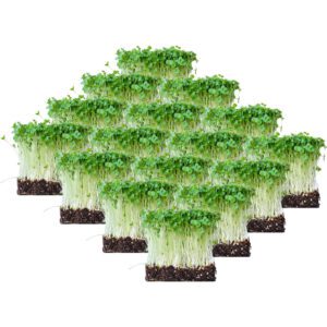 Micro Broccoli Box