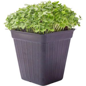 Micro Kale