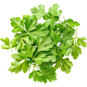 Micro Parsley