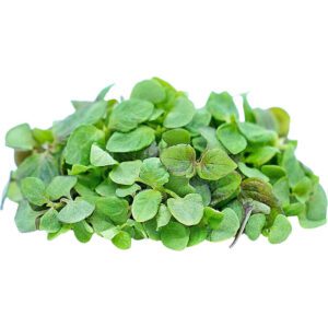 Micro Shisho Green