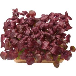 Micro Shisho Purple Shiso