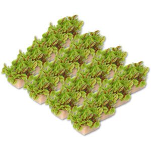 Micro Vene Cress Box