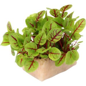 Micro Vene Cress