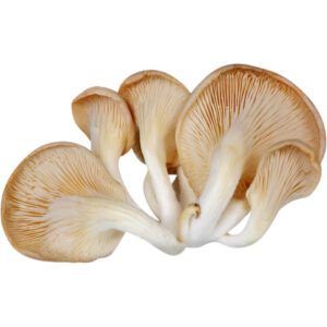Mushroom Oyster Box