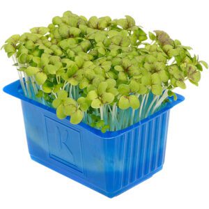 Mustard Cress