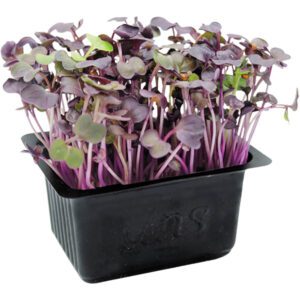 Red Radish Cress
