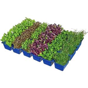Sakura Cress Mix Box