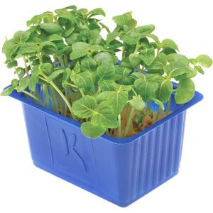 Shiso Cress Green