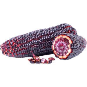 Sweet Corn Black