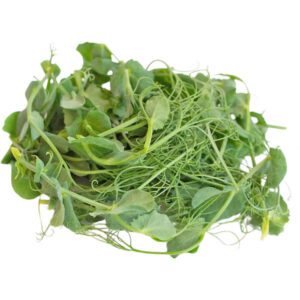 Tendril Pea