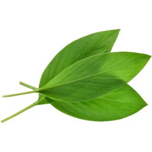 Turmeric Leaves