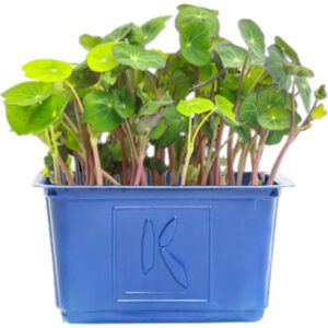 Zorri Cress