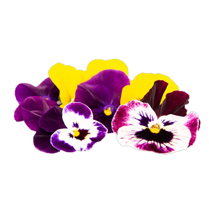 Edible Flowers