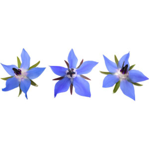 Borage Flowers
