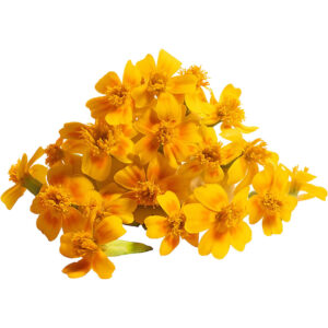Marigold Gem Edible Flowers